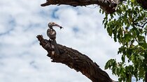 Bird Watching Safari
