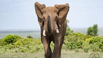 3 days safari in North- Ngorongoro, Tarangire, Mt. Oldeani