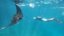 Bali Private Snorkeling (Manta, Gamat, Wall) and Nusa Penida Tour