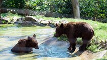 Private day tour to Brown Bears Sanctuary & Rasnov Fortress