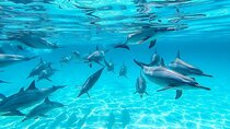 Swim With Dolphin in Dolphin House Satayeh Reef Snorkeling Sea Trip 