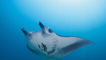 Day Trip snorkeling Nusa Penida - Manta 3 sites (from south bali)