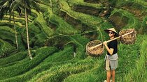 Ubud Jungle Swing - Monkey Forest - Water Temple - Waterfall 