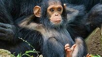 1 Day Ngamba Island chimpanzee tour