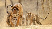 4 Days: Jaipur, Ranthambore & Taj Mahal Tour With Delhi Drop 