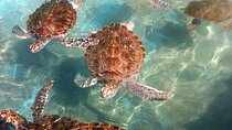 Bentota Day Tour From Kalutara With Lunch