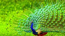 2 Day Tour To Sinharaja Rain Forest & Udawalawa From Galle