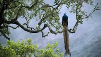 Private Day Trip To Sinharaja Rain Forest From Colombo