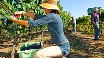 Ronda Organic Wine Tour from Marbella