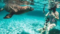 Dolphin, Sealion & Wildlife Snorkel Adventure