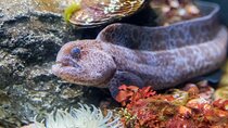 Aquarium of the Bay VIP Experience