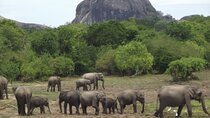 Special Elephants Safari from hambantota Port 