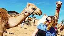 Private Daraw Camel Market Half-Day Tour from Aswan