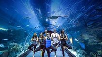 Dubai Mall Aquarium with Penguin Cove + Skyview Ticket