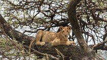3-Day Tarangire, Manyara and Ngorongoro Group Safari from Arusha