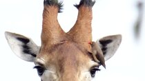 3-Day Private Bird Watching Safari in Kruger 