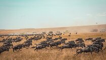 3-Day Group Safari Tour to Masai Mara from Nairobi.