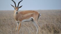6 Days Tanzania Northern Circuit Safari
