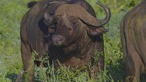 4 Day Tanzania Afordable Safari ft Two Night Serengeti