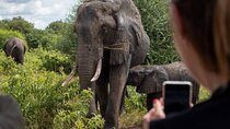 Safari Game Drive and Rhino Walk in Mosi-oa-Tunya National Park 