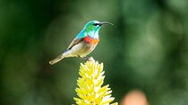 Cape Peninsula and Kisternbosch botanical Garden Full Day Tour.