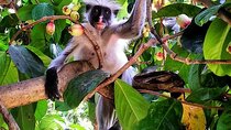 Jozani Forest; Kuza Cave; Paje Beach; The Rock; Salaam Cave Tour