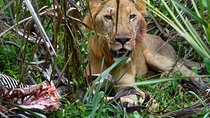 4 Days 3 Nights Selous (Nyerere national park) & Mikumi Adventure 