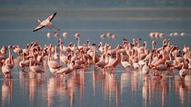 5 Days Northern Tanzania Safari- Lodging