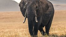 5 Days Safari Northern Circuit of Tanzania