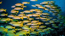 Blue Lagoon, Starfish Adventure, The Rock Restaurant, Spice Tour, Secret Garden