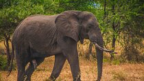 From Zanzibar Day Safari Tour to Mikumi National Park