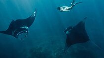 Snorkeling Manta Rays and Land Tour Nusa Penida <> All-Included