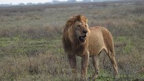 4 Days Best Budget Tanzania Camping Safaris