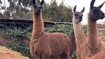 6-day tour of the Cusco of the Incas with Pick-up