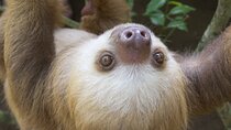 Arenal Sloths Lovers & Baldi Hot Springs. Private Tour