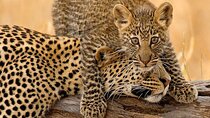 4 Days Budget Camp Safari Serengeti, Ngorongoro Crater and Tarangire Park
