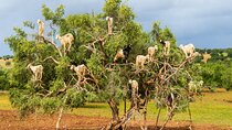 Taroudant and Tiout Oasis with Lunch