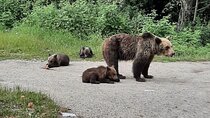 Meet Wild Brown Bears on the Roads to Real Dracula's Fortress