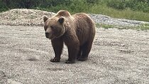 Bears and Dracula Private Full-Day Tour from Bucharest