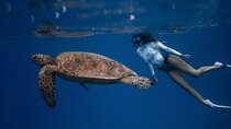 Snorkeling Open Ocean Wildlife Safari in Los Cabos with Photos Included 