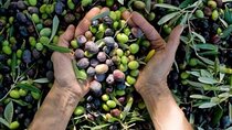 Corinth & Olive Oil Tasting Private Tour from Athens