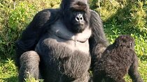 15 day Uganda classic safari 