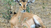 2 Days /1 Night safari to Mikumi