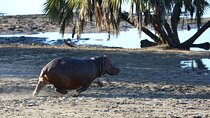 3 Days/2Nights Nyerere National Park Safari