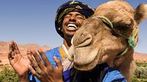 Marrakech Camel Ride 
