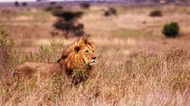 One-Day Safari Tour from Zanzibar with Lunch and Pick Up