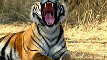 Golden Triangle Tour with Ranthambore 5 Days
