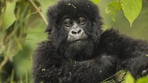 7 Days Private Tour of Rwanda