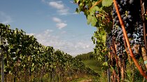 Winery tour and wine tasting of organic Chianti wines and extra virgin oil