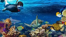 Special Snorkeling Day Trip to the Red Sea in Safaga from Luxor